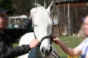 Odzyskany koń o białej maści trzymany przez dwóch ludzi