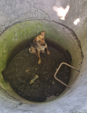 Pies w studni