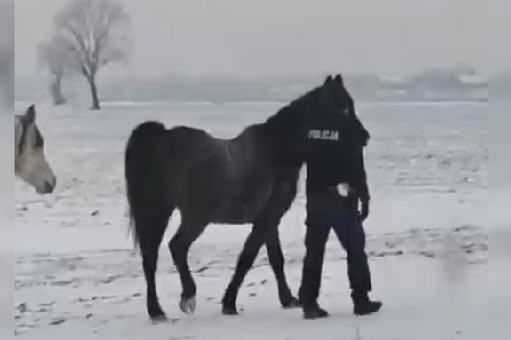 Policjant prowadzący konie