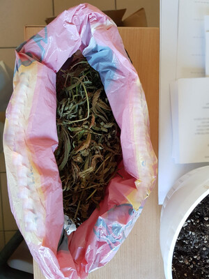 Zabezpieczone narkotyki