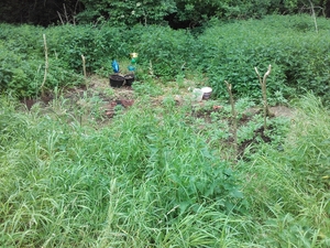 Zabezpieczona plantacja konopi