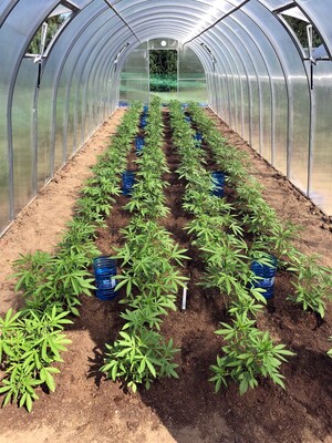 Zabezpieczone narkotyki