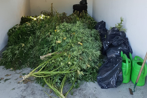 Zabezpieczone narkotyki