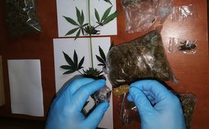 Zabezpieczone narkotyki