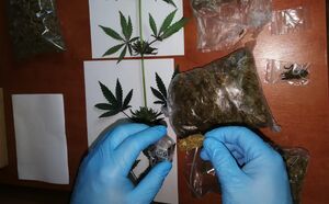 Zabezpieczone narkotyki