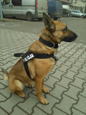 Pies służbowy - Milka