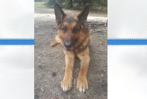 Bert - policyjny pies