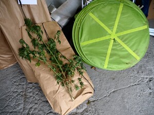 Zabezpieczone narkotyki