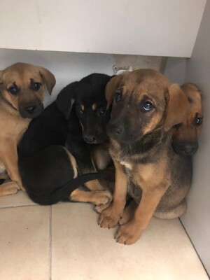 4 szczeniaki, którymi zaopiekowali się policjanci.