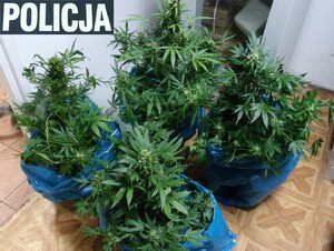 zabezpieczone narkotyki w powiecie piskim