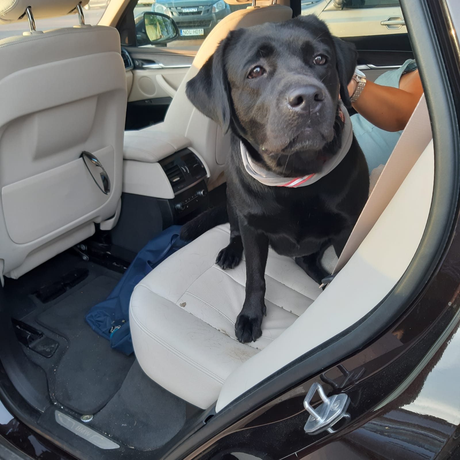 Czarny labrador siedzi na tylnym siedzeniu samochodu