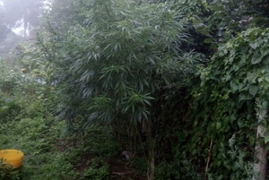 Znalezione nielegalne rośliny