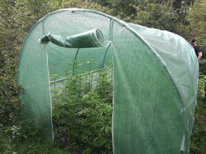 Nielegalna uprawia w namiocie