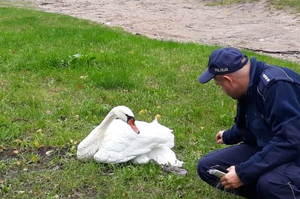 Łabędź i policjant