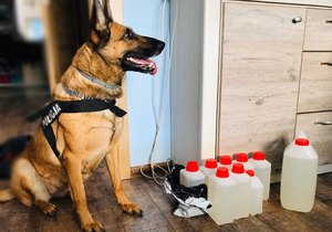 Policyjny pies i zabezpieczone nielegalne substancje