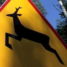 znak drogowy - uwaga dzikie zwierzęta