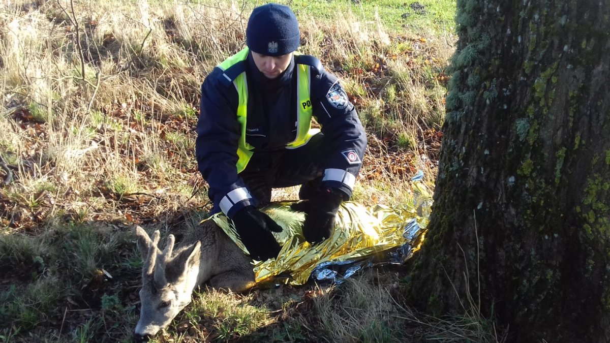 Policjant zaopiekował się jelonkiem