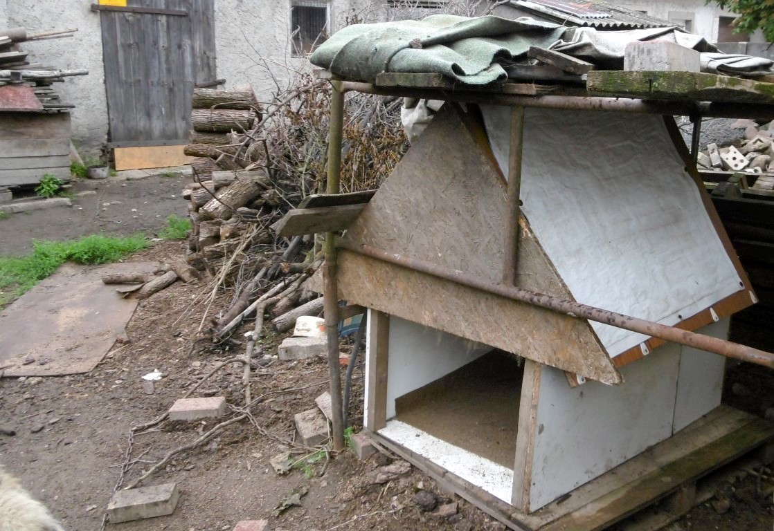 prowizoryczne budy dla psów