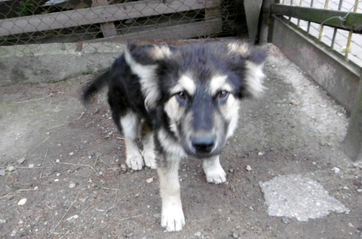 jeden z odebranych psów