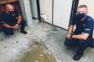 Uratowany bocian w towarzystwie policjantów