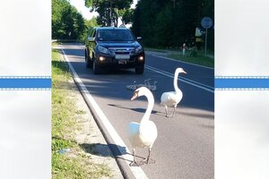 Łabędzie idące przed radiowozem