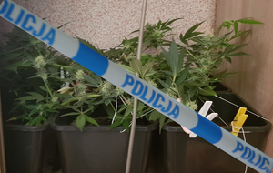 Nielegalna uprawa konopi znaleziona w szafie