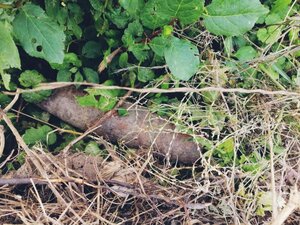 Pocisk artyleryjski wykopany w ogródku za stodołą