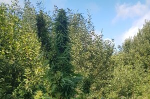 Roślina konopi indyjskiej