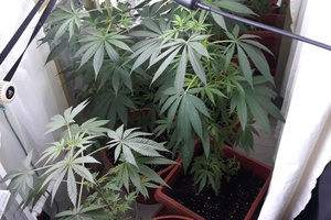 Zabezpieczone nielegalne rośliny