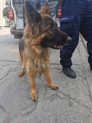 psy, którymi zaopiekowali się policjanci