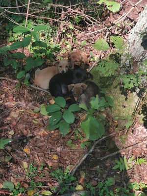 psy, którymi zaopiekowali się policjanci