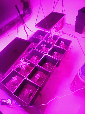 Na zdjęciach w doniczkach ustawionych w rzędzie, w których rosną rośliny, nad nimi lampy UV
