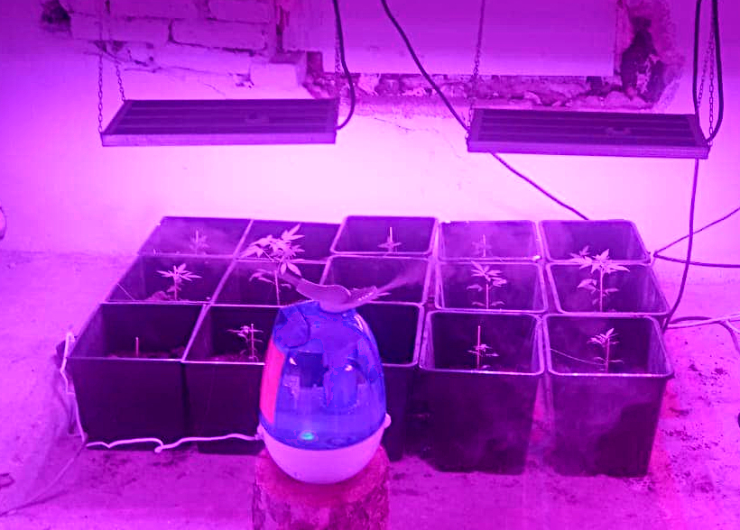 Na zdjęciu doniczki z roślinami, nad nimi wiszą lampy UV, a przy doniczkach zraszacz na wodę