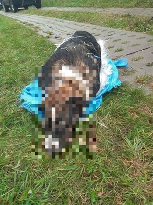 Na zdjęciu martwy pies zawinięty w worek