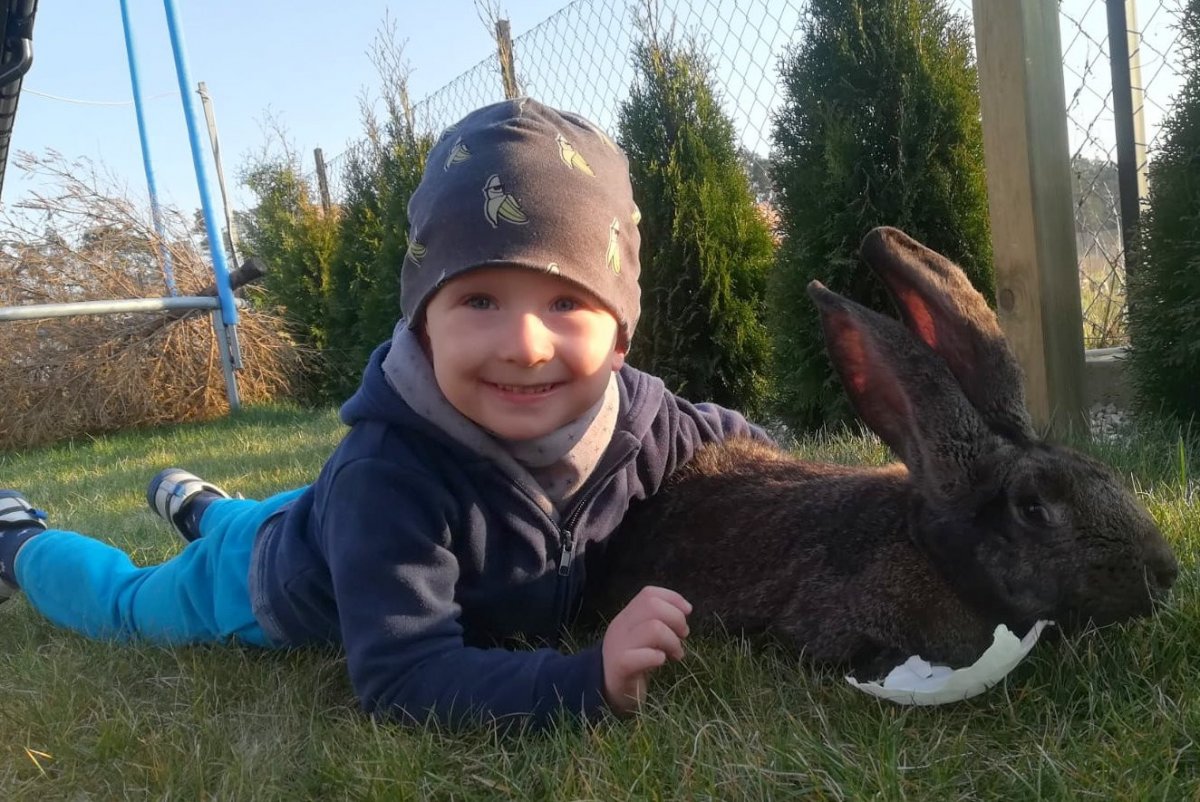 Chłopiec leżący na trawie obok królika