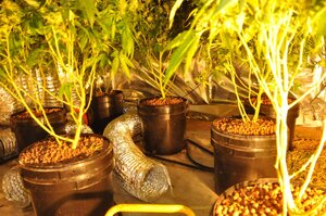 Doniczki z roślinami konopi