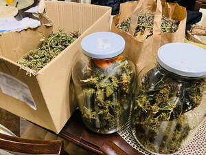 Na zdjęciu kartony i słoiki wypełnione zielonym suszem