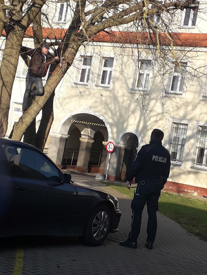 Mężczyzna stojący na drzewie, przed drzewem stoi policjant