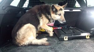 pies siedzący w bagażniku samochodu