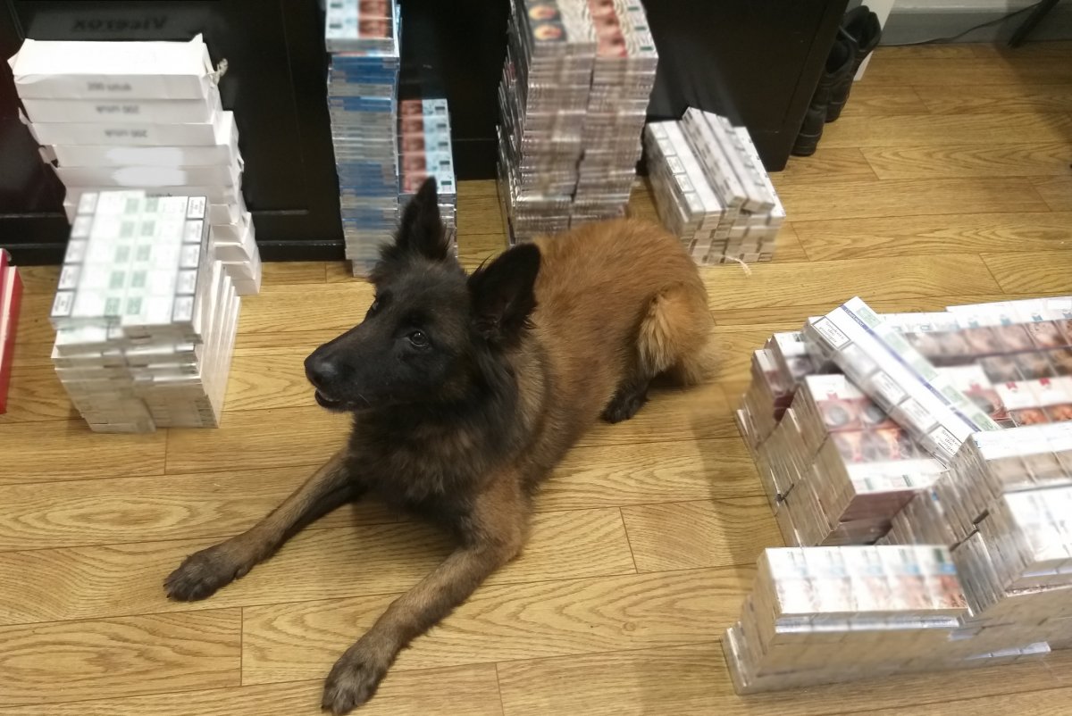 Papierosy w paczkach na podłodze oraz pies służbowy, który je znalazł