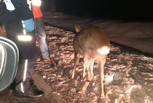 Ranny koziołek przy drodze, obok stojący policjant