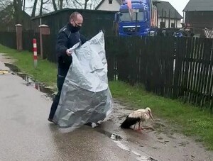 policjant ratujący bociana