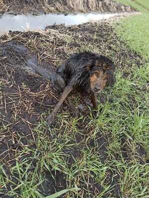 Pies ubrudzony w błocie przy rowie melioracyjnym