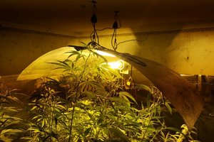Rośliny zabezpieczone w pomieszczeniu ze specjalnym oświetleniem