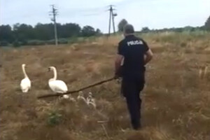 Policjant prowadzący łabędzie
