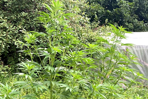 Zabezpieczone narkotyki