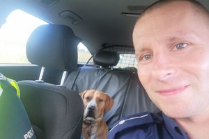 Pies i policjant we wnętrzu samochodu