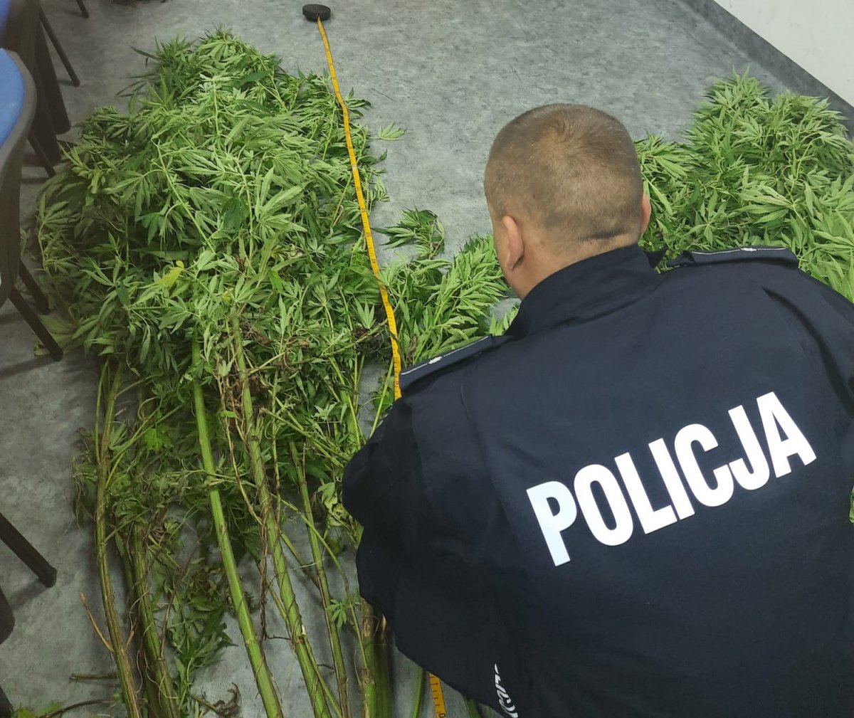 Policjant podczas oględzin krzewu marihuany