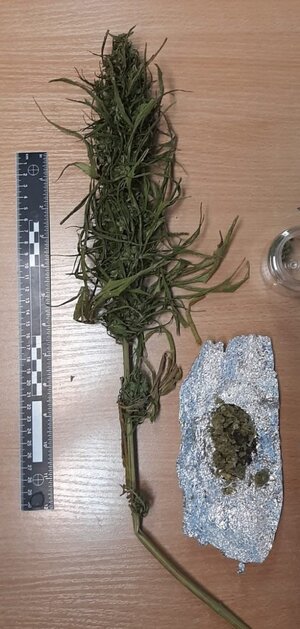 zabezpieczone narkotyki