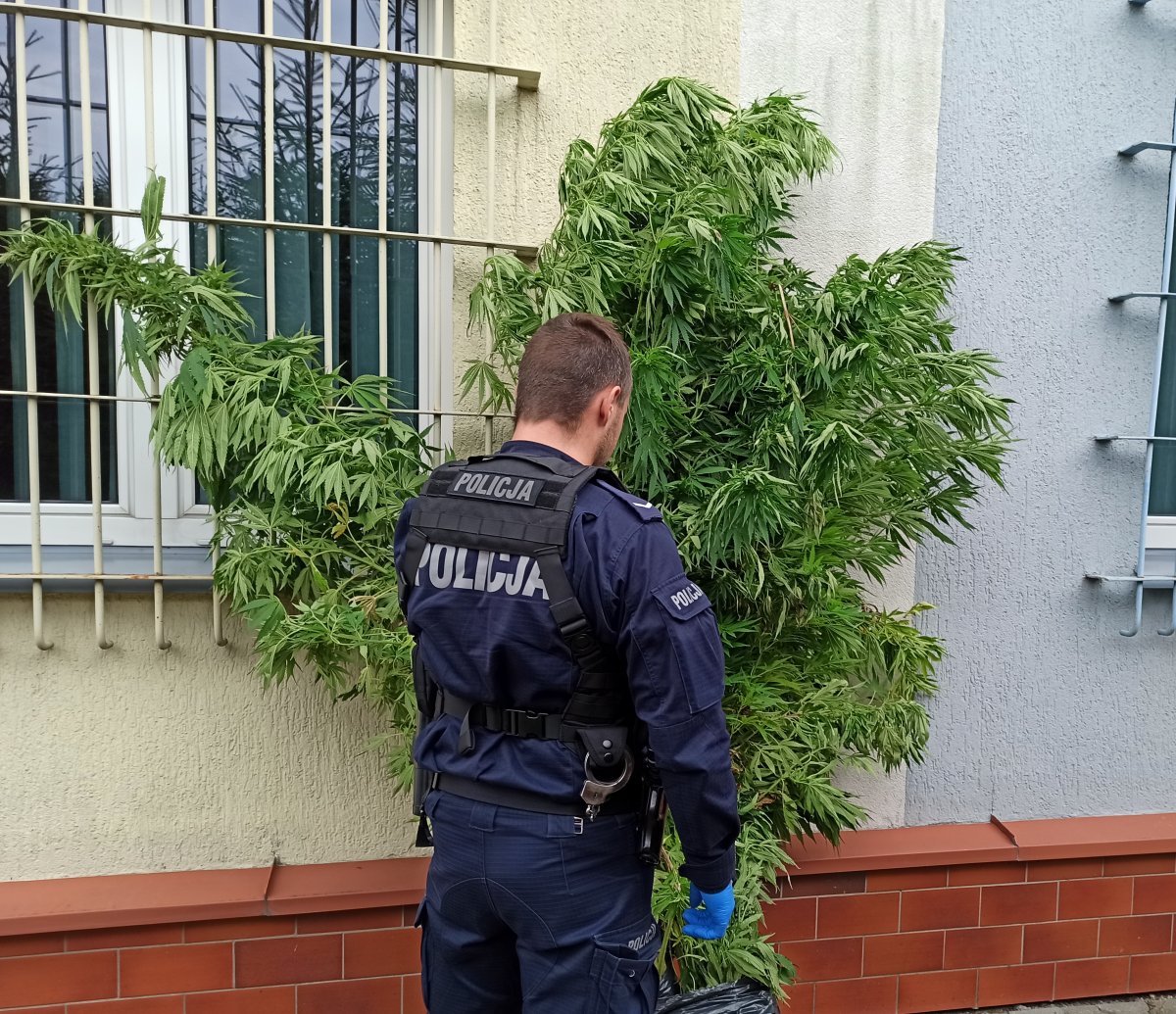zabezpieczone krzewy marihuany przy nich policjant